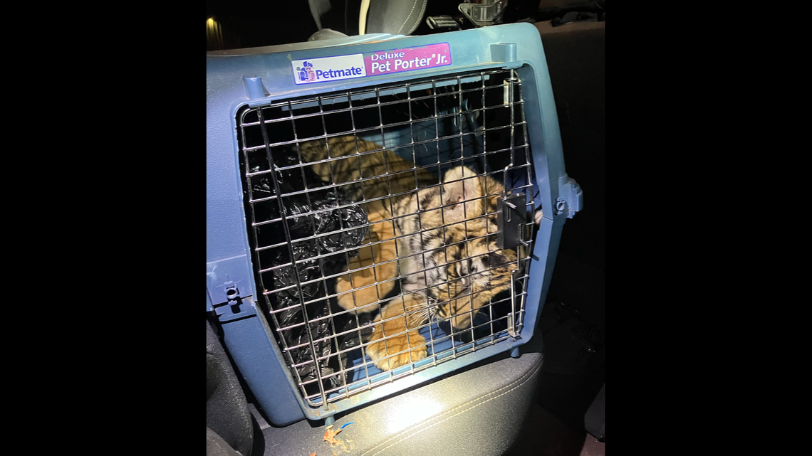 After following a trail of blood outside a New Mexico mobile home, officers found a Bengal tiger cub in a dog crate, New Mexico police said. 