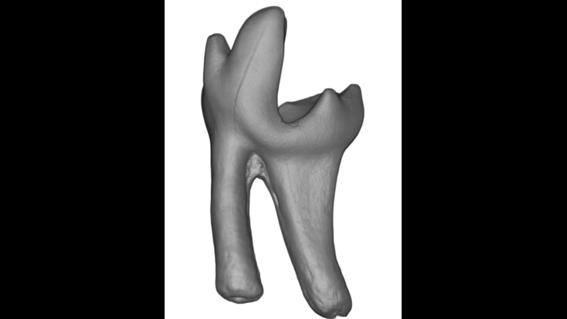 A microscope scan of a Sikuomys mikros tooth. 