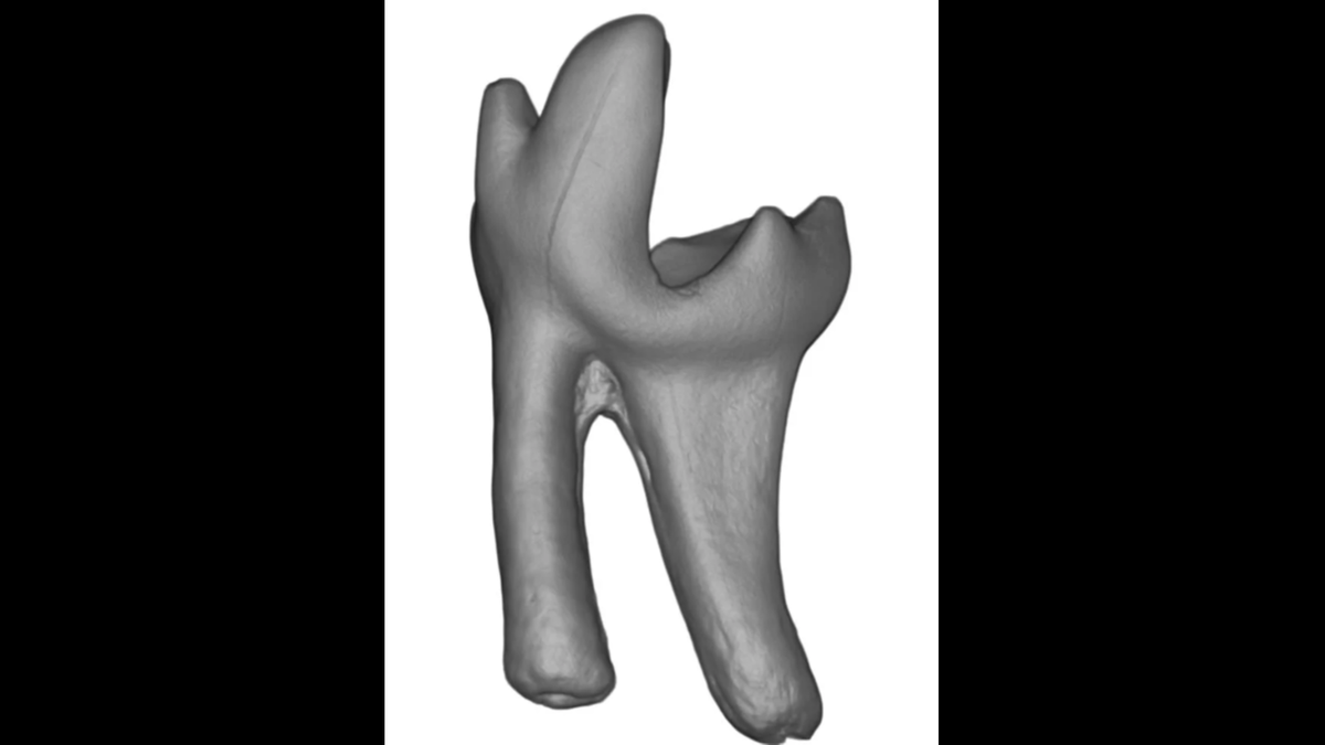 A microscope scan of a Sikuomys mikros tooth. 