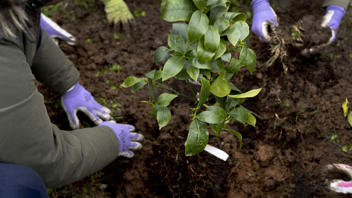 Soil Born Farms plant an orange tree with residents at Sacramento Wesleyan Methodist Church on March 9, 2019. It’s part of their community program, Harvest Sacramento, where they create connections in the community through urban gardening.