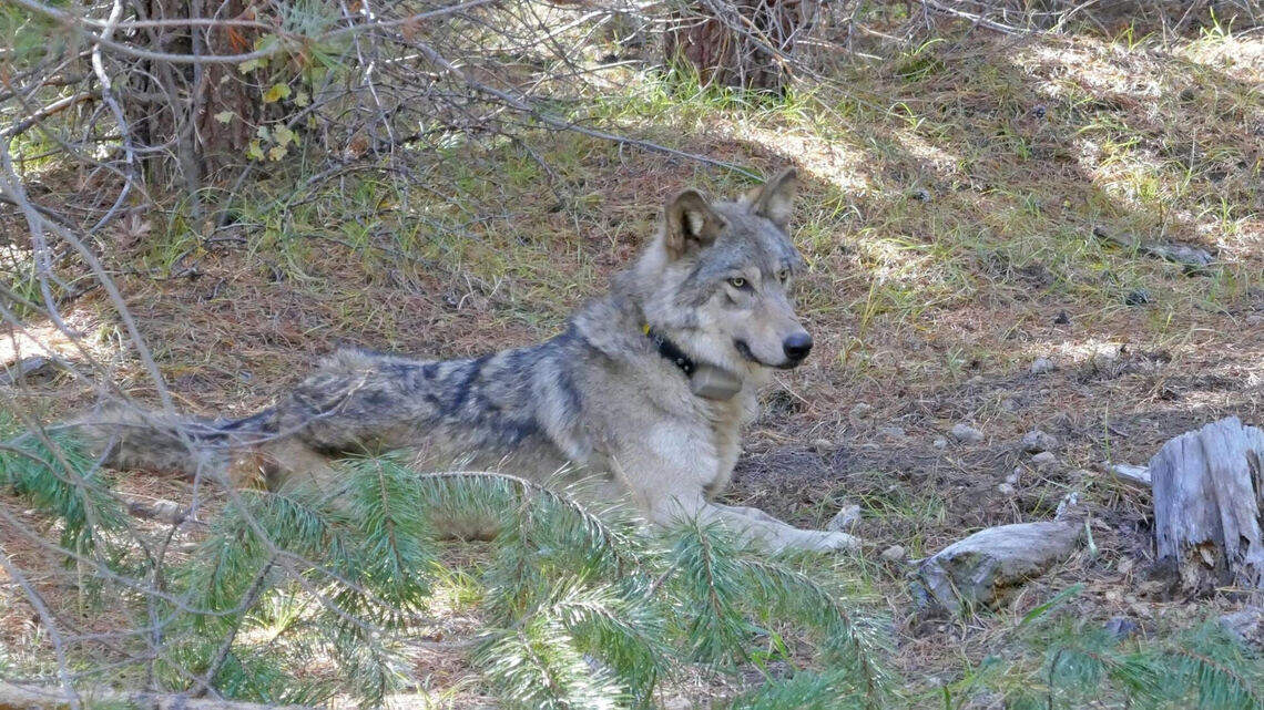 Appeals court tweaks ruling on Idaho Fish and Game’s wilderness wolf-collaring operation