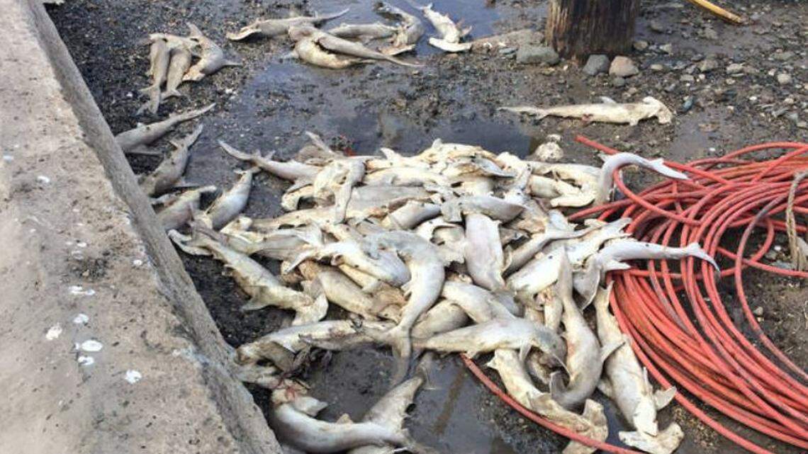 Authorities in Honolulu, Hawaii, are investigating the discovery Tuesday of 100 dead hammerhead shark pups on shore at Ke’ehi Lagoon. They suspect someone may have caught the baby sharks in a gill net and illegally dumped them.