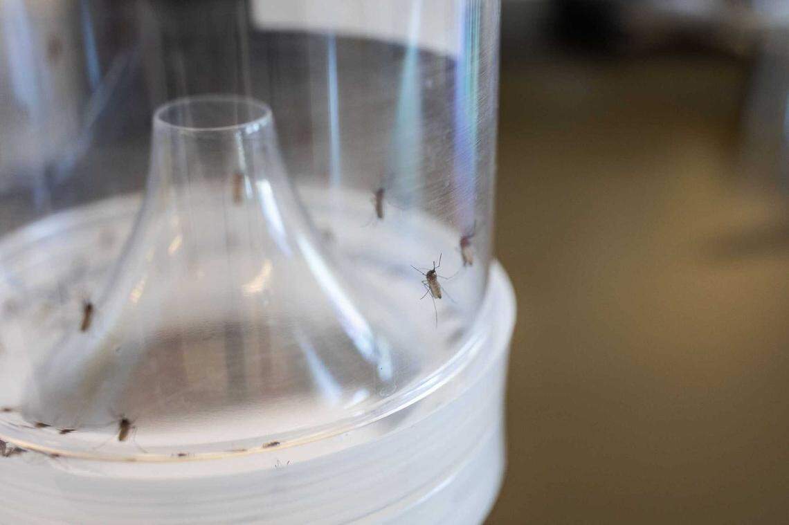 The Delta Mosquito and Vector Control District in Tulare County captures mosquitoes, including the Culex quinquefasciatus pictured here, to test for diseases and pesticide-resistance. In Californiaâs Central Valley, Aedes aegypti mosquitoes have developed broad resistance to pyrethroids, the family of chemicals most frequently used to kill adult mosquitoes.