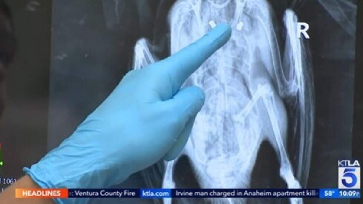 A veterinarian points to pellets found in X-rays of a slain duck. Four ducks have been found shot dead at TeWinkle Park in Costa Mesa, alarming some residents, California police say.