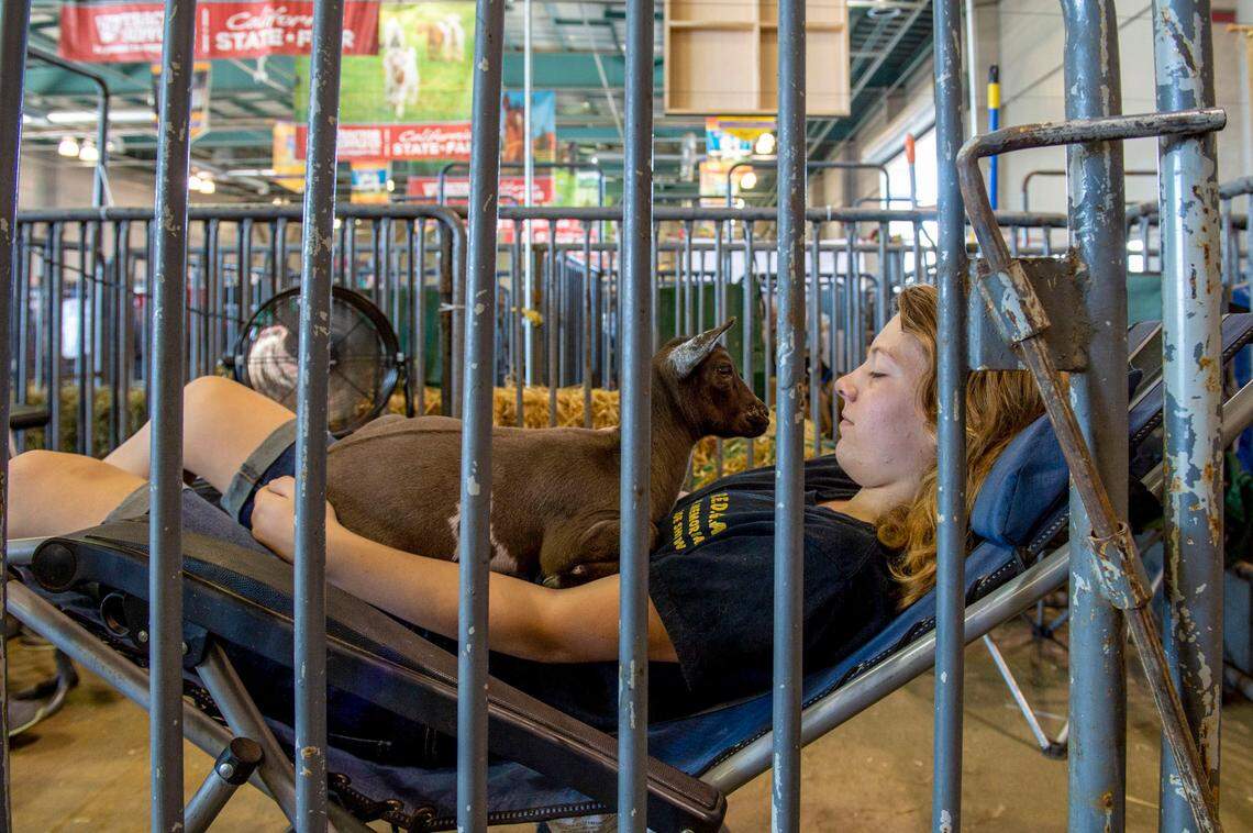 Naomi Liperry of Suisun City spends the afternoon holding her Nigerian Dwarf goat Patty at the State Fair in 2018.
