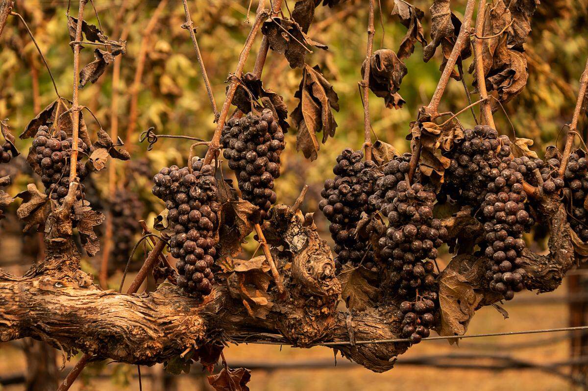 Scorched grapes remain on the vines at Chateau Boswell, which was destroyed during the Glass Fire, near St. Helena in Napa County on Monday, Sept. 28, 2020.