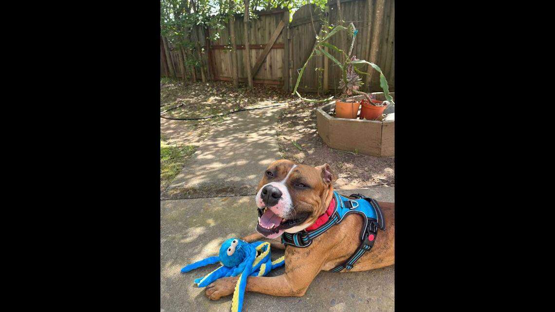 Milo, a dog with the Bradshaw Animal Shelter’s Barks and Recreation program, playing with a dog toy in a resident’s backyard. Milo is one of the 200 adoptable dogs within the Sacramento County animal shelter.