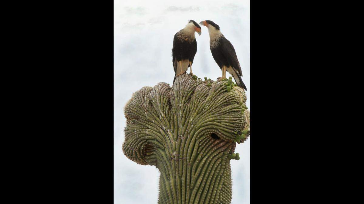 This photo shows two crested caracaras resting atop a crested saguaro in the Arizona desert, wildlife officials said. 