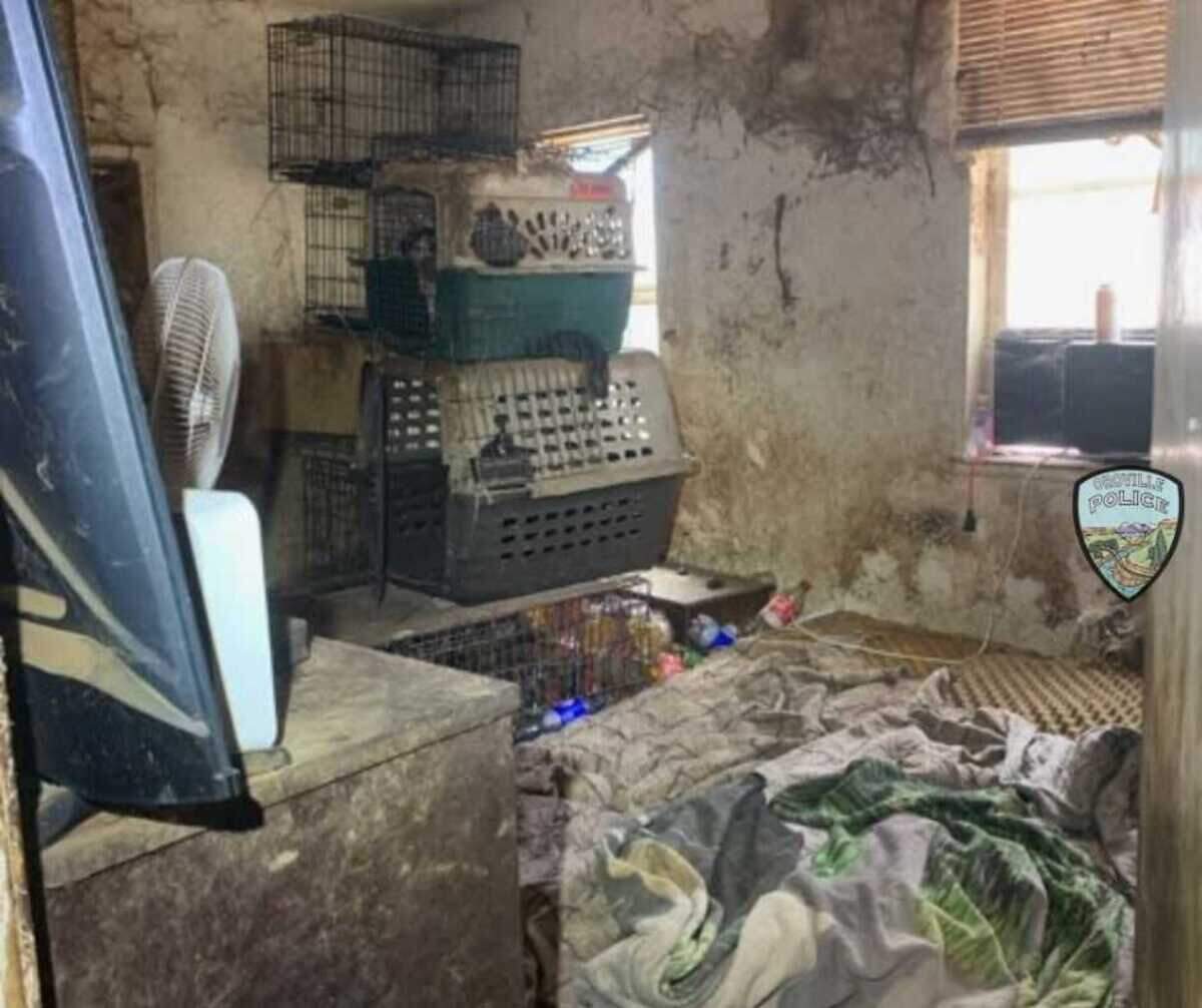 Some dogs were living in kennels stacked high in an Oroville home when a police officer arrived Wednesday. Staff members and volunteers from the local animal shelter Northwest SPCA rescued 38 dogs.
