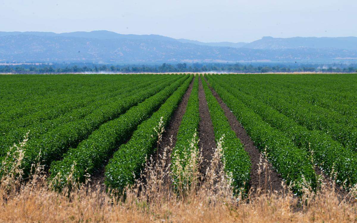 Yolo County farmer Fritz Durst’s farm fields in June 2022. 