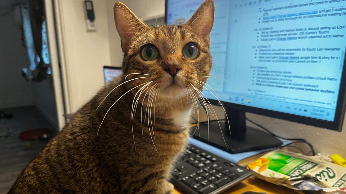 Xan Cinnamon, 5 years old, is working from home for The Sacramento Bee. Originally from Hawaii, he moved to California with equity lab editor Sabrina Bodon. He just gained a new little sister named Roux. Neither pet is competing in this contest.