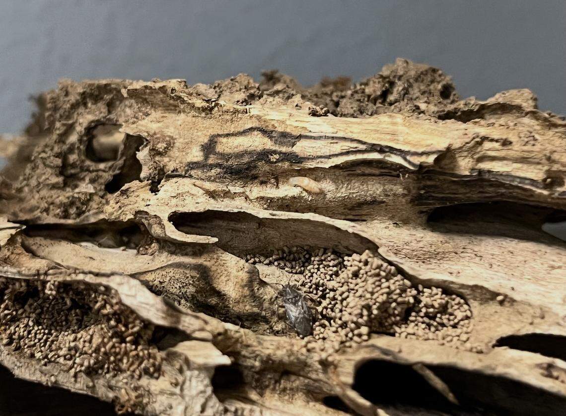 Drywood damage from termites.