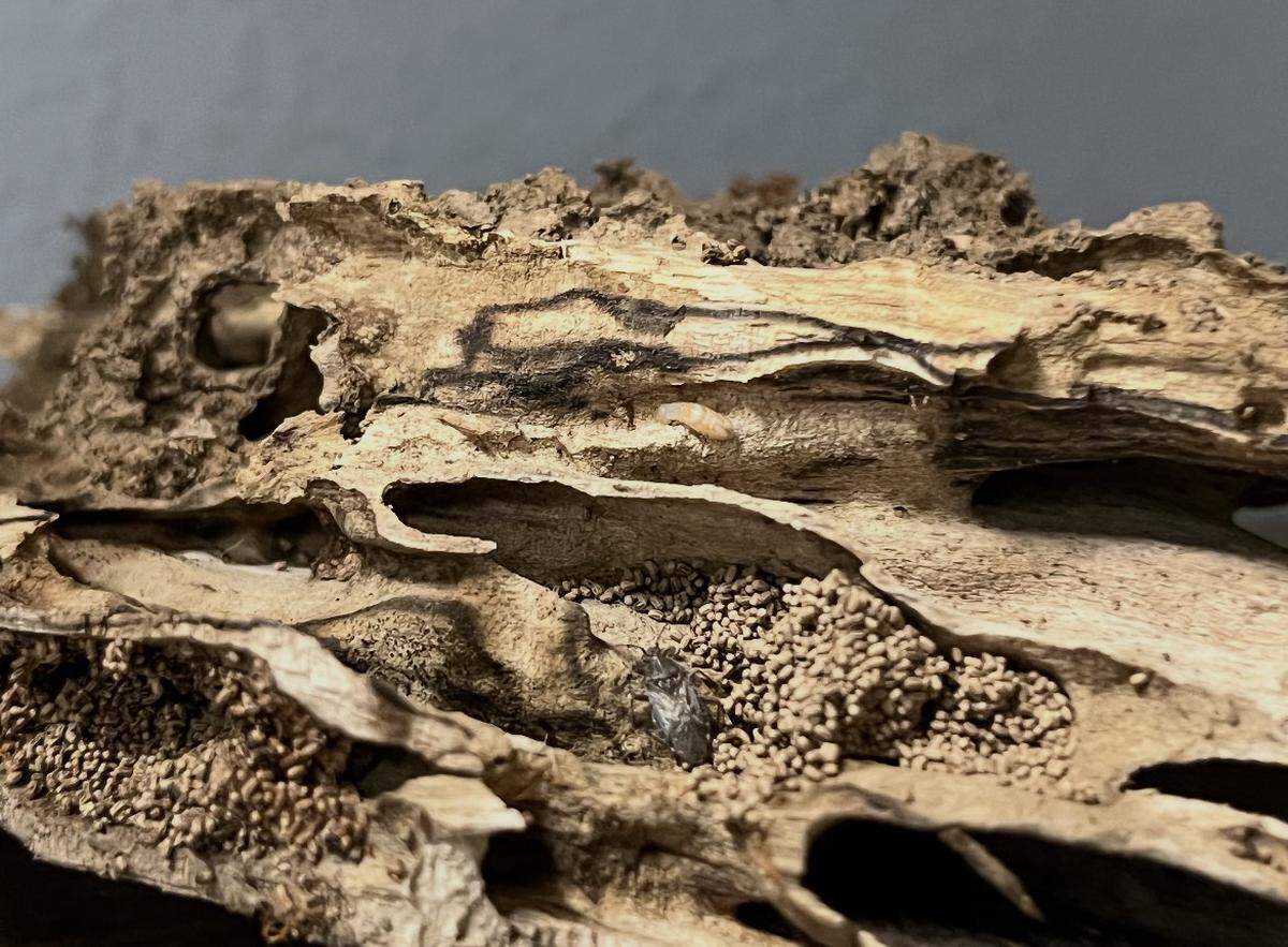 Drywood damage from termites.