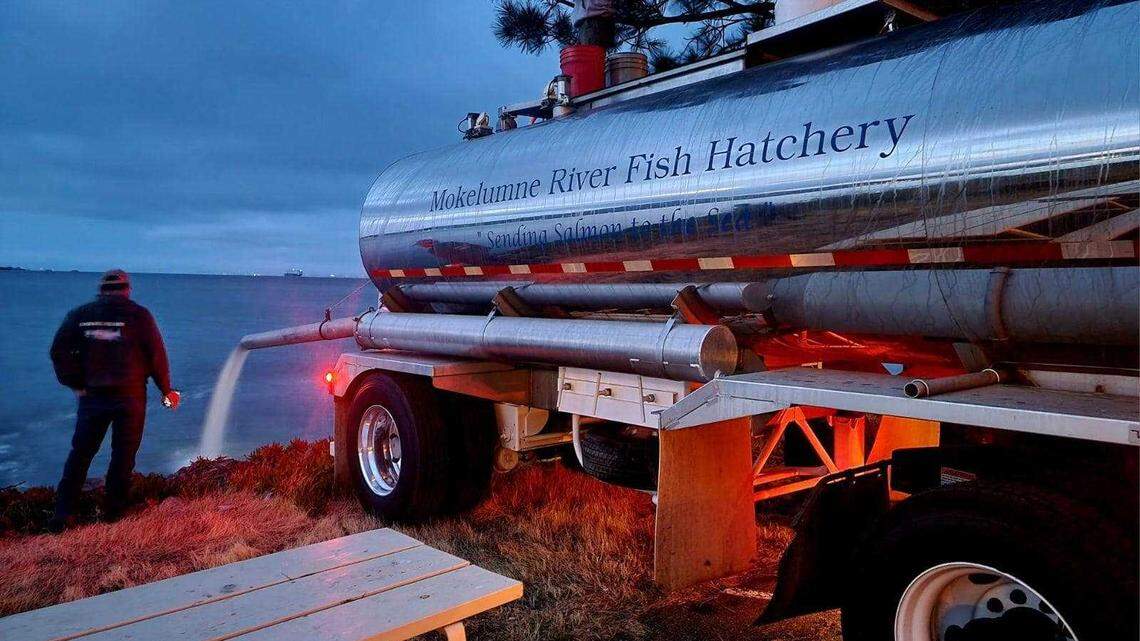Roughly 800,000 Chinook salmon smolts from the Mokelumne River Hatchery are pumped into the San Francisco Bay on June 11, 2023, from the Marin Rod and Gun Club in San Rafael. The effort is part of the state Department of Fish and Wildlife’s plan to increase salmon rates for the fall run.