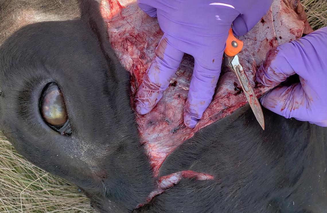 This 8-year-old cow was found dead July 13 at Phil Davis’ Cascade ranch. Under its skin, investigators believe they found canine teeth puncture wounds to its face, seen here near the tips of the gloved fingers.