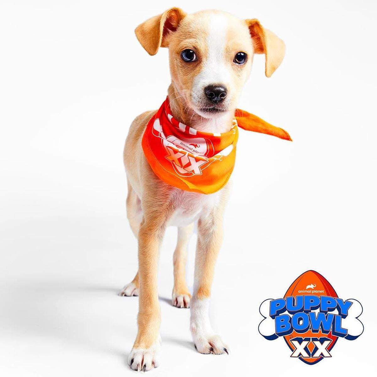 Jack, who was known as “Bark Purdy” as a participant in the 2024 Puppy Bowl, was adopted from the Sacramento SPCA.