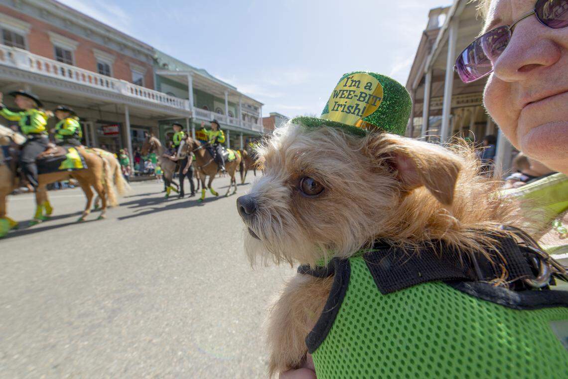 Revelers -- human and canine -- will be wearing green at the St. Patrick’s Day Parade on Saturday in Old Sacramento.