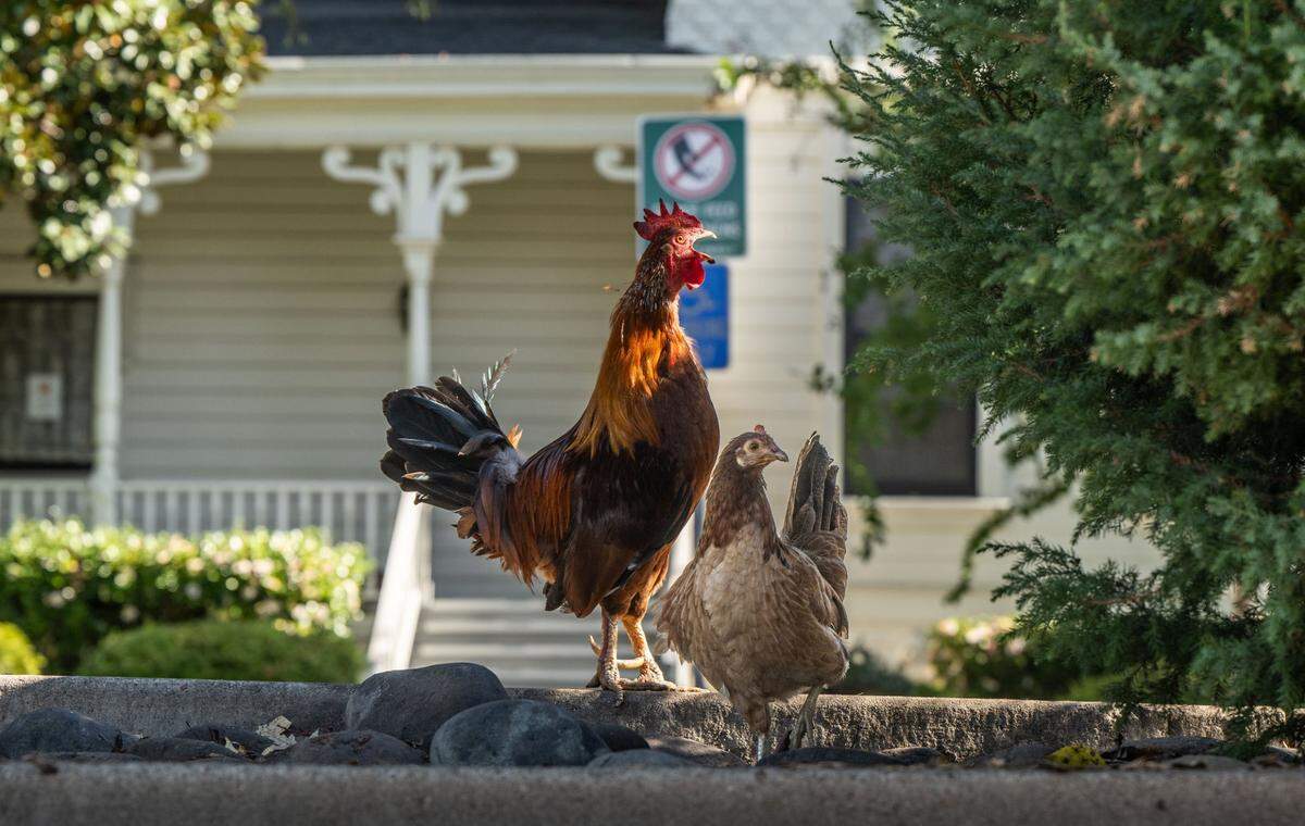 A rooster crows in front of a sign at the Yuba Sutter Chamber of Commerce building asking visitors not to feed the chickens Nov. 12.