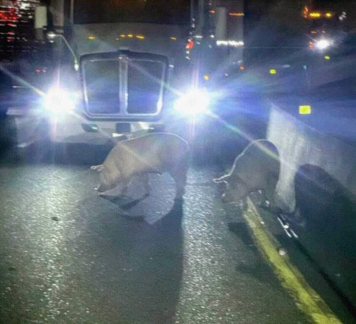 Escaped pigs wander across westbound Interstate 80 south of Colfax on Tuesday, June 23, 2026, after a semi hauling livestock overturned late Monday in Placer County. Several pigs escaped from the trailer, prompting an unusual roundup as crews worked to reopen the freeway.