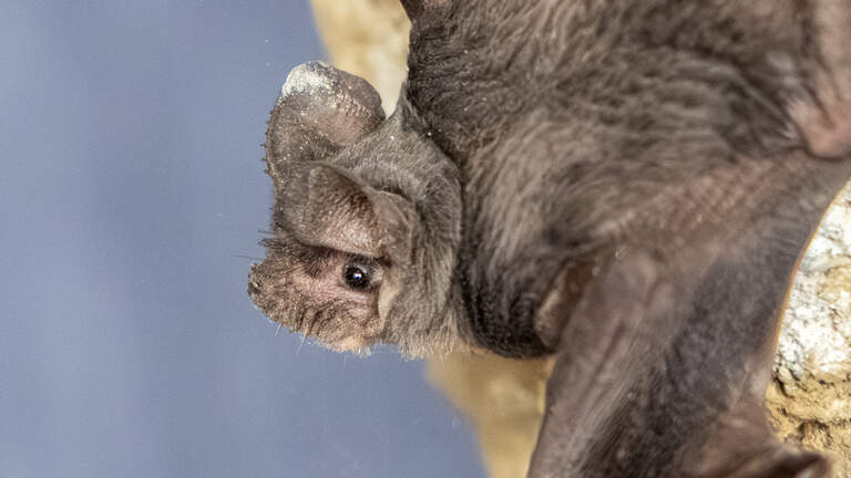 How did a bat colony get into an Old Sacramento parking garage? Where did it go?
