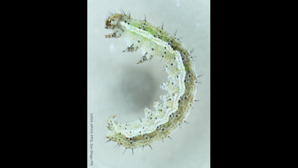 An “unusual” stowaway was found on a shipment of fresh celery to California, according to a federal agency.&nbsp;