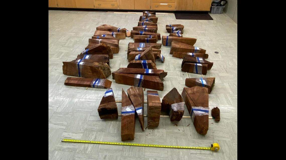 Redwood tree samples sit on the floor of the lab waiting to be sent to Cal Poly Humboldt to begin analysis.