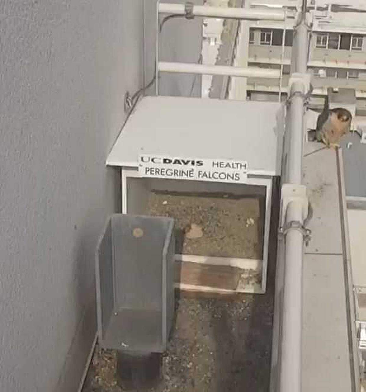 With its mother keeping watch from a ledge, a peregrine falcon hatchling is seen sheltered on the roof of UC Davis Medical Center on Tuesday, April 26, 2022, after hatching. This is the fourth year in a row peregrine falcons have been livestreamed by the hospital.
