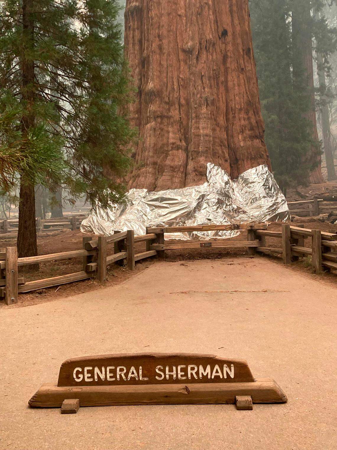 This photo provided by the Southern Area Blue Incident Management Team on Thursday, Sept. 17, 2021, shows the giant sequoia known as the General Sherman Tree with its base wrapped in a fire-resistant blanket to protect it from the intense heat of approaching wildfires at Sequoia National Forest in California. (Southern Area Blue Incident Management Team via AP)