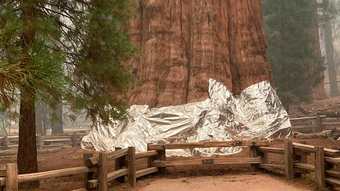 This photo provided by the Southern Area Blue Incident Management Team on Thursday, Sept. 17, 2021, shows the giant sequoia known as the General Sherman Tree with its base wrapped in a fire-resistant blanket to protect it from the intense heat of approaching wildfires at Sequoia National Forest in California. (Southern Area Blue Incident Management Team via AP)