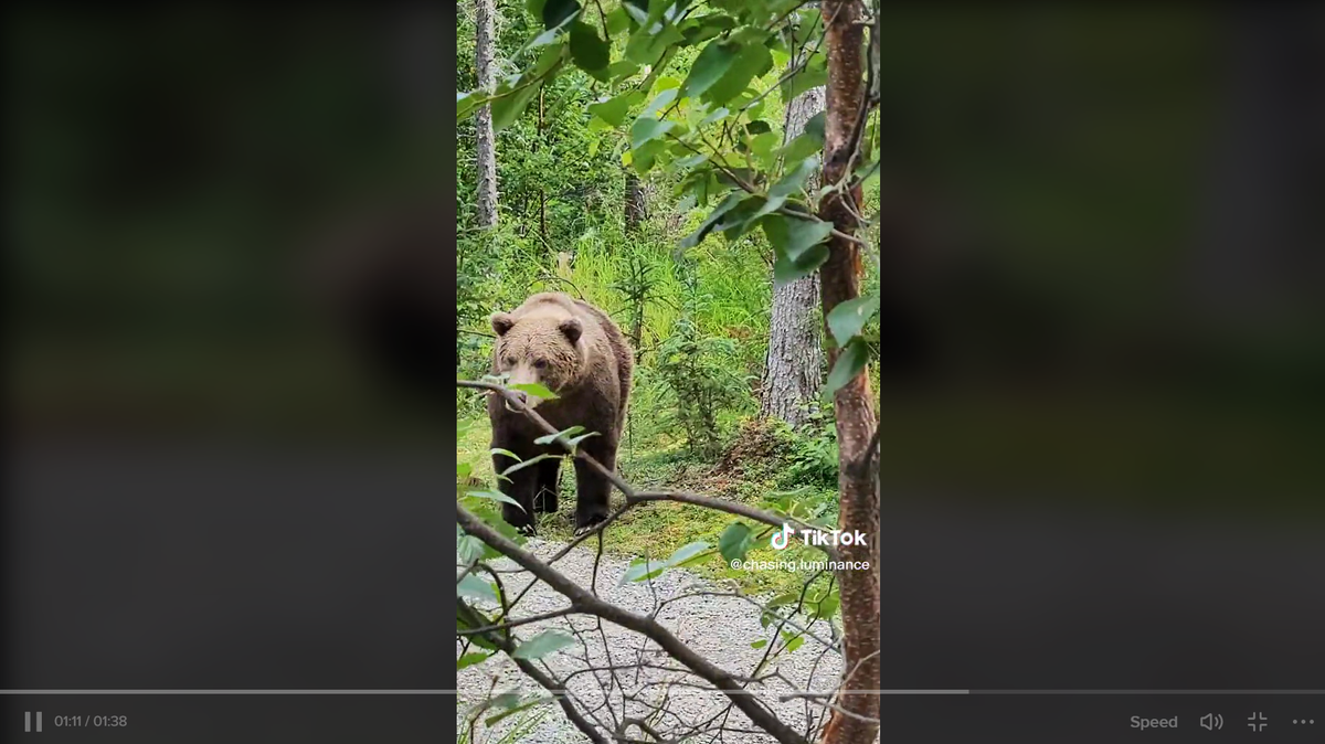 Alex McGregor and hiking partner Laura encountered two huge bears while hiking in Alaska.