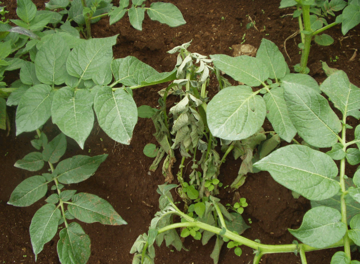 A potato plant wilts after being infected by Ralstonia solanacearum. The bacteria causes wilt disease in crops frequently planted in Sacramento Valley’s farms, such as tomatoes.