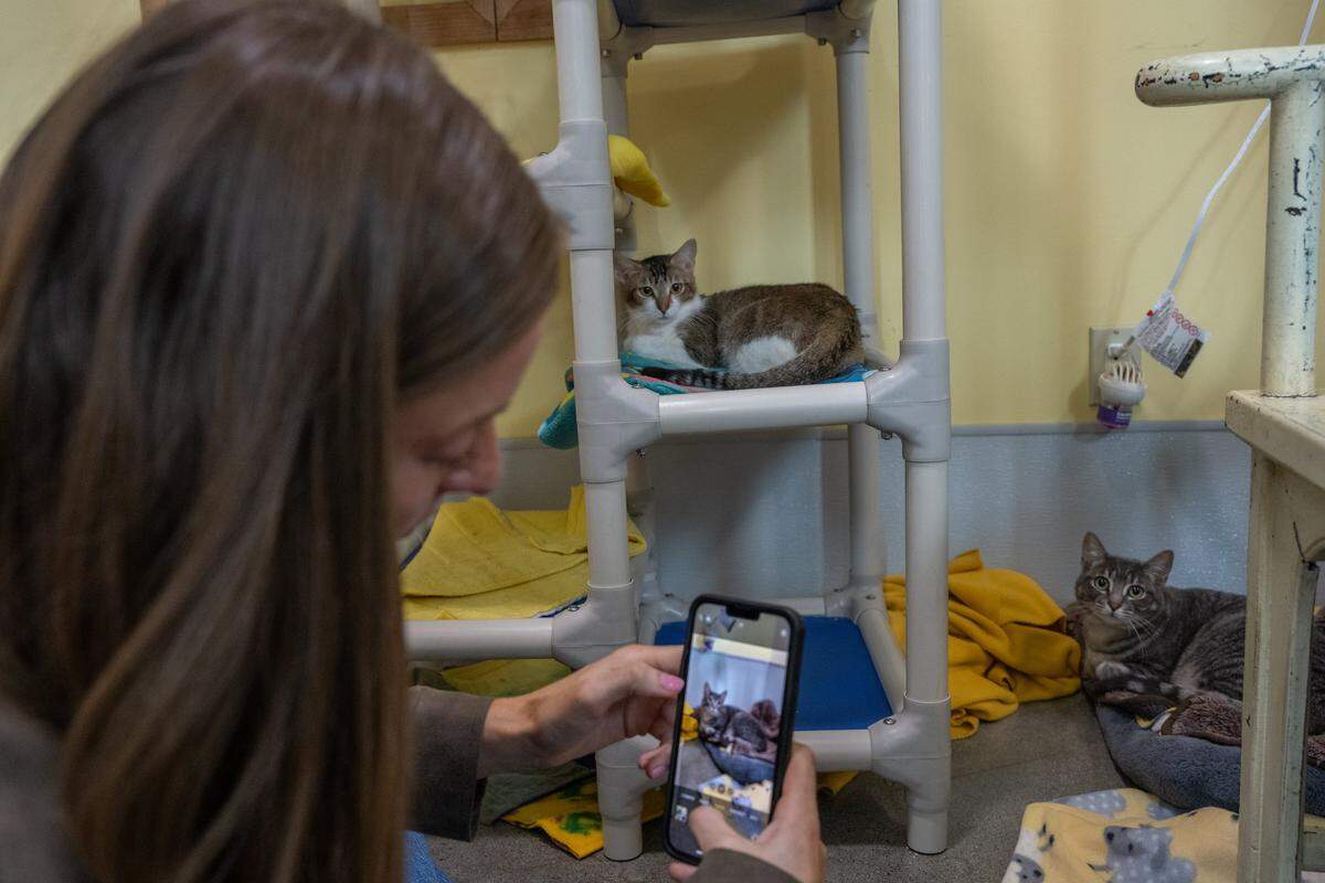 Brittani Peterson, the social media manager for Sacramento County Animal Care Services, photographs a pair of cats to post on social media at the Bradshaw Animal Shelter in Sacramento County on Monday, Nov. 24, 2025. Peterson, who said she has two cats and a dog, admits it’s hard not to take all the animals home, but loves coming in on Mondays to see which animals have been adopted.