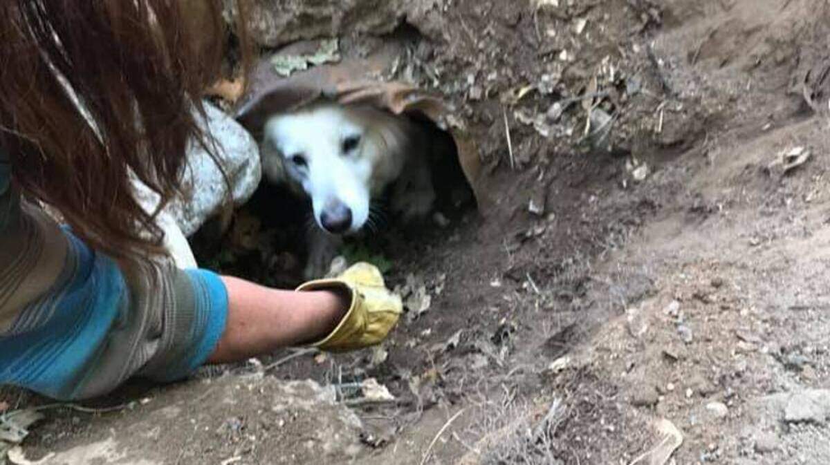 A dog stuck in a culvert pipe was freed Tuesday by firefigthers in Alta.