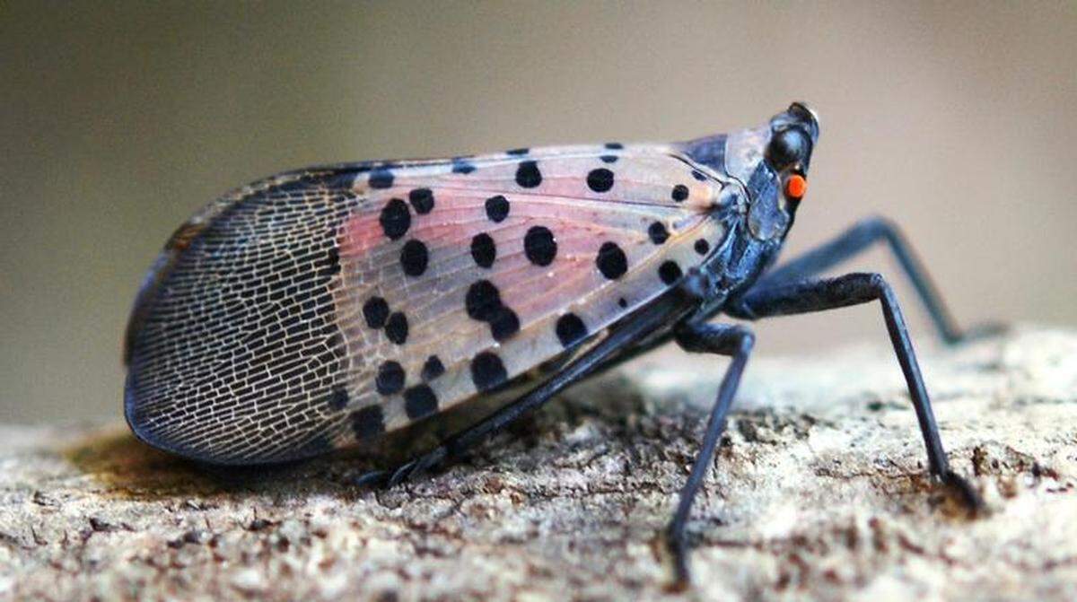A side view of the spotted lanternfly