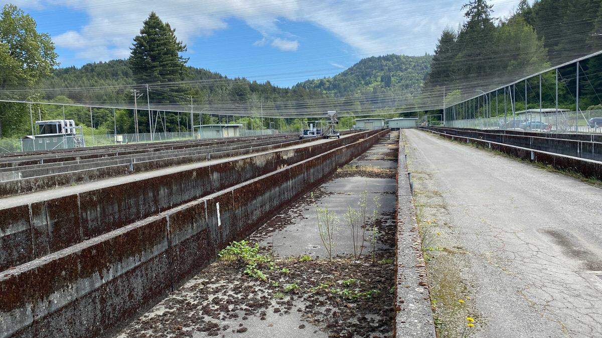 Concrete raceways sit dry and rust-streaked at the Mad River Fish Hatchery in Humboldt County on Friday, May 2, 2025. The state plans to shut down the aging facility in June, citing escalating repair costs and federal steelhead production limits.