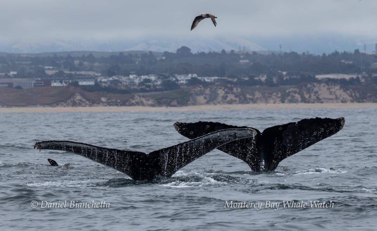 Two whale fins were spotted off the California coast.