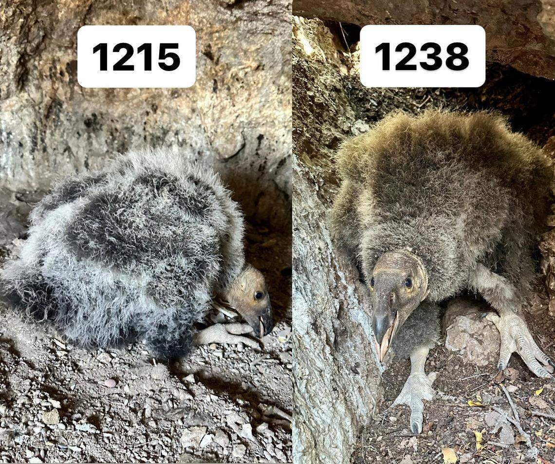 Park workers checked on two baby California condors (1215 left, 1238 right) at the Pinnacles National Park. Both birds were in good health.