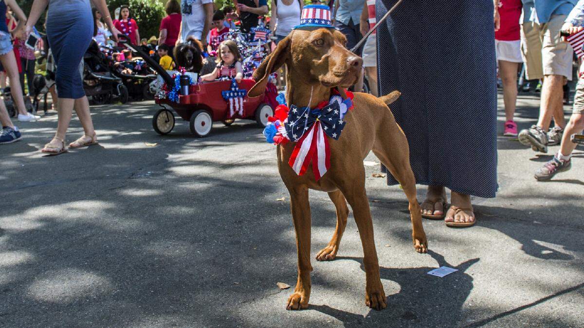 You can dress them up, but dogs and cats don’t find much to celebrate later when the Fourth of July fireworks add to their stress.