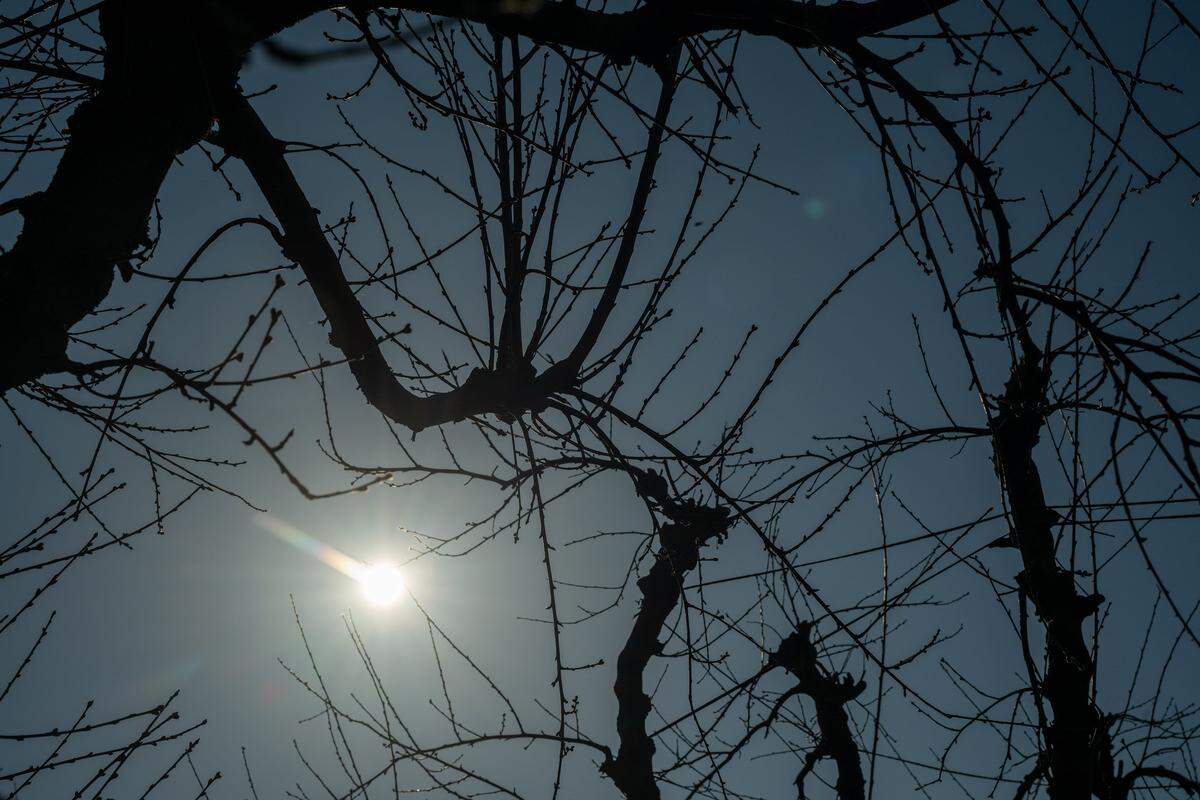 Peach trees on farmer Sarb Johl's farm in Yuba County on Feb. 3. Johl said he stopped pruning his 9-year-old Ross peach trees, which were under a 20-year contract with Del Monte, when he learned of the cannery’s closure. He said Pacific Coast Producers was not interested in the trees and they most likely will have to be destroyed.