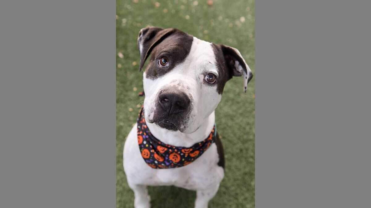 Dozer is a smart, happy-go-lucky bulldog and American/Mix, and is and incredibly handsome fella. His tail pretty much never stops wagging when heâs with you, and he knows quite the list of cues: sit, down, shake, roll over and more.