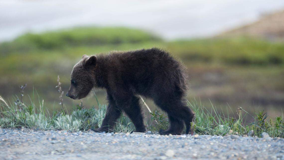 A bear cub (not the one pictured) was found in a Colorado home’s kitchen.