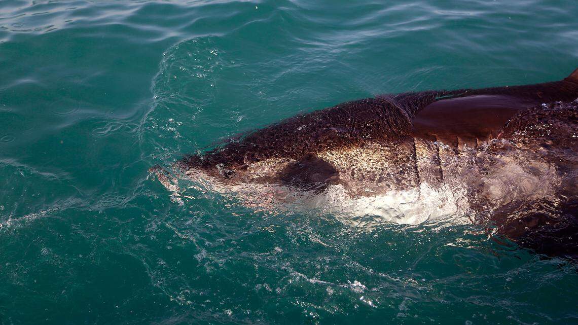 A great white shark swims past in South Africa in 2016. In California, surfer Eric Steinley, 38, says he tried to fight off a shark that bit his leg Sunday near a Bodega Bay beach. Fellow surfers helped him to shore.