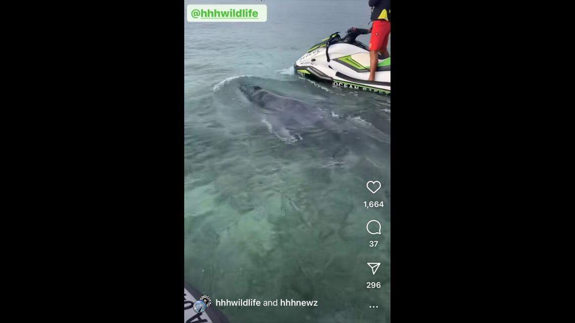Locals tried to help a baby humpback beached off Waikiki, Hawaii, coast after it was found without its mom. Officials now warn of sharks.