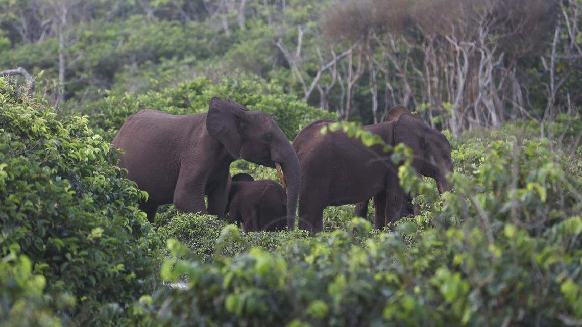 Elephants graze in the in Loango Park on March 15, 2022. on grass in Loango Park in Ogoueé Maritime on March 15, 2022. Gabon, an oil-rich former French colony, is putting itself forward as a major advocate for conservation in central Africa, where wildlife has been battered by wars, habitat destruction and the bushmeat trade. In 2002, Gabon set up a network of 13 national parks covering 11 percent of its territory. In 2017, it created 20 marine sanctuaries covering 53,000 square kilometres (20,500 square miles) -- the biggest ocean haven in Africa, and equivalent to more than a quarter of its territorial waters. These initiatives have helped to place Gabon firmly on the map for lucrative eco-tourism. But beneath the applause, there is the daily challenge of managing problems when humans and animals collide. Gabon has a huge success story in its conservation of African forest elephants. (Photo by Steeve JORDAN / AFP) (Photo by STEEVE JORDAN/AFP via Getty Images)