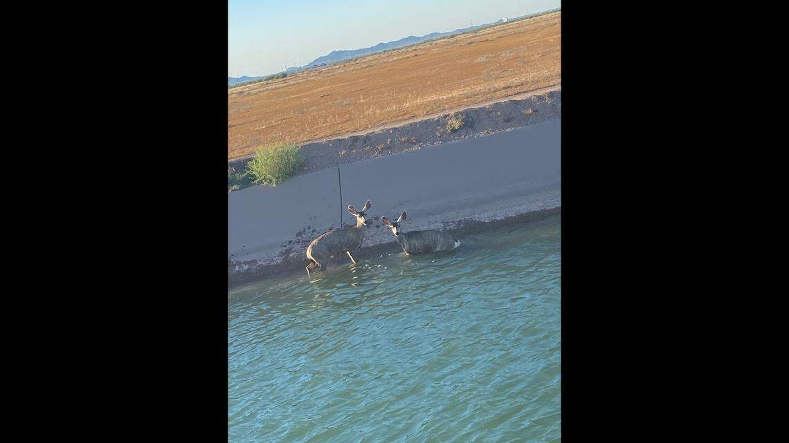 Two mule deer were stuck in a canal on May 22 near Casa Grande, Arizona, wildlife officials said. Two cowboys were called to help.