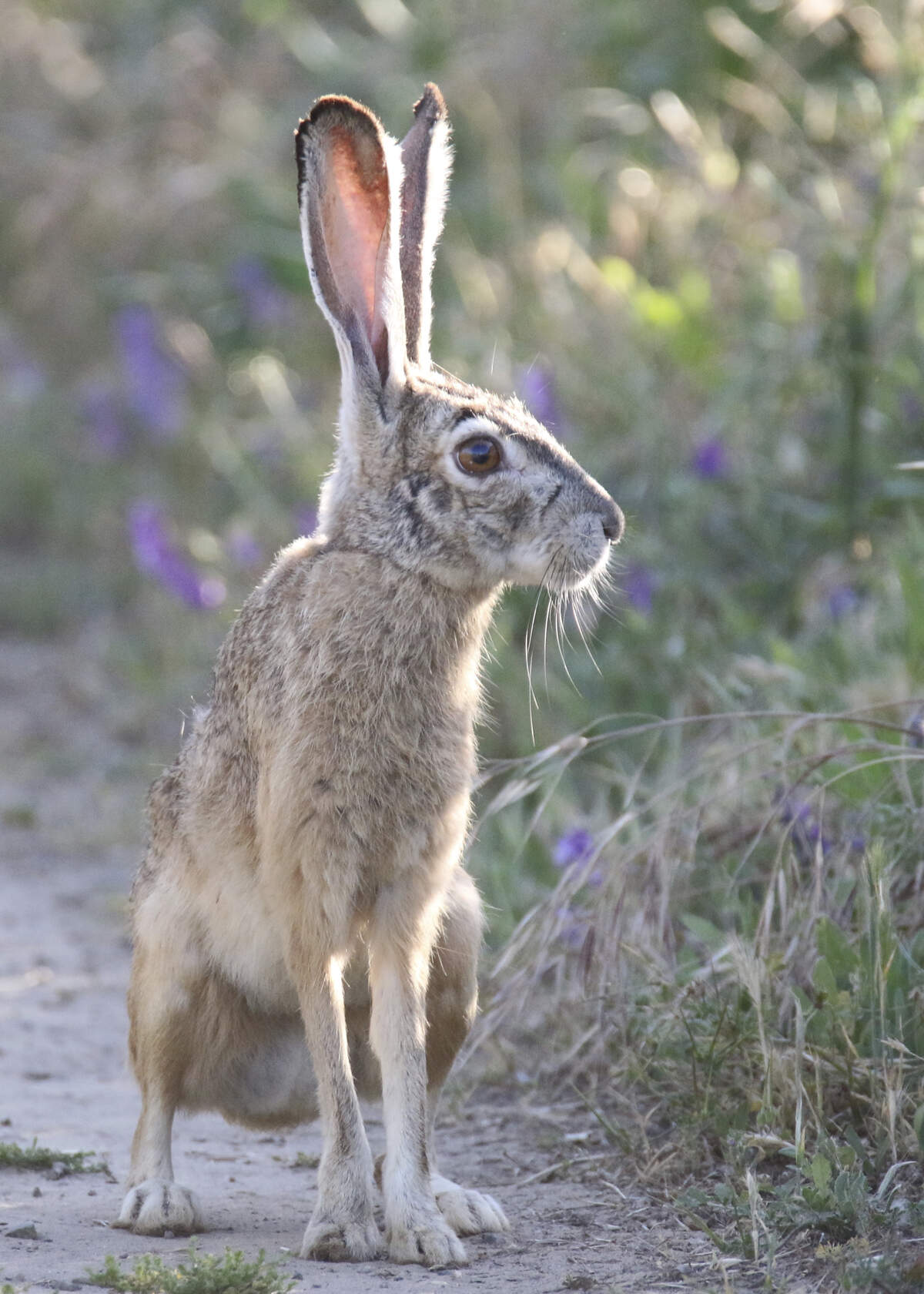 A jackrabbit along the American River Parkway