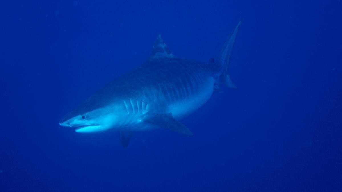 An 8-foot tiger shark bit a 58-year-old surfer on the leg near Kewalo Basin Harbor just north of Waikiki on Oahu, Hawaii officials say.