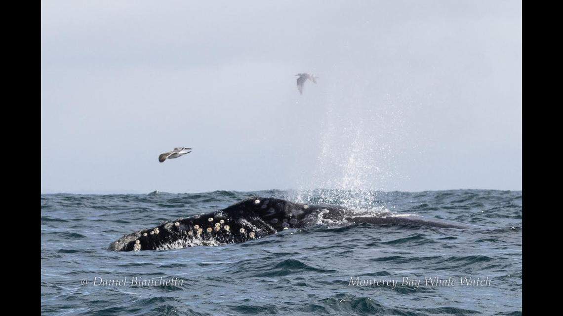 A group of whale watchers got a 15-minute glimpse of “one of the rarest whales in the world” off the California coast.