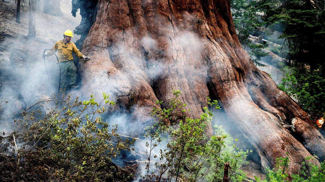 Yosemite’s giant sequoias were saved by forest-thinning. Here’s why some want it stopped