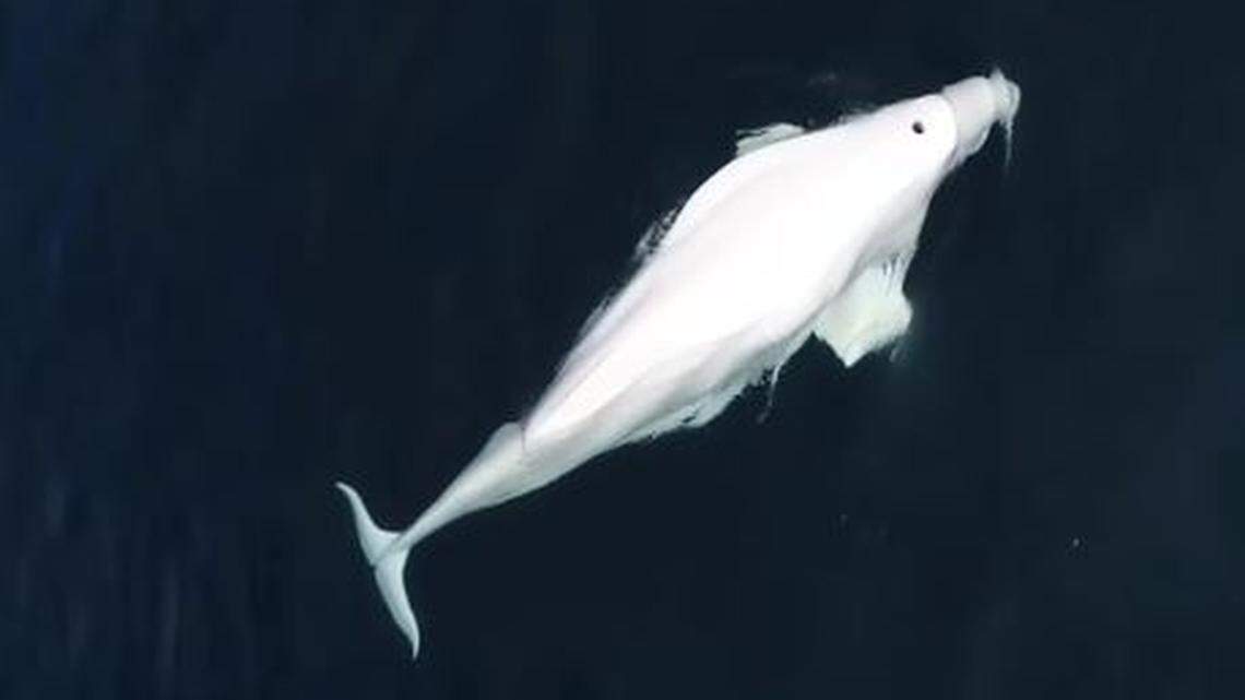 A beluga whale captured on a drone video off San Diego represents the first case of the species being seen that far south, experts say. Beluga whales normally live in the Arctic, 2,000 miles to the north.